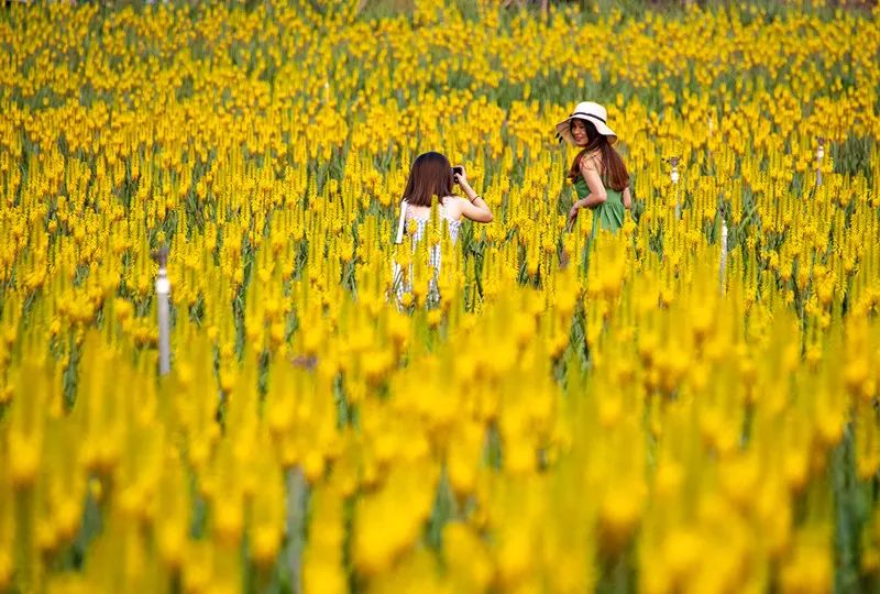 芦荟花海 景区供图
