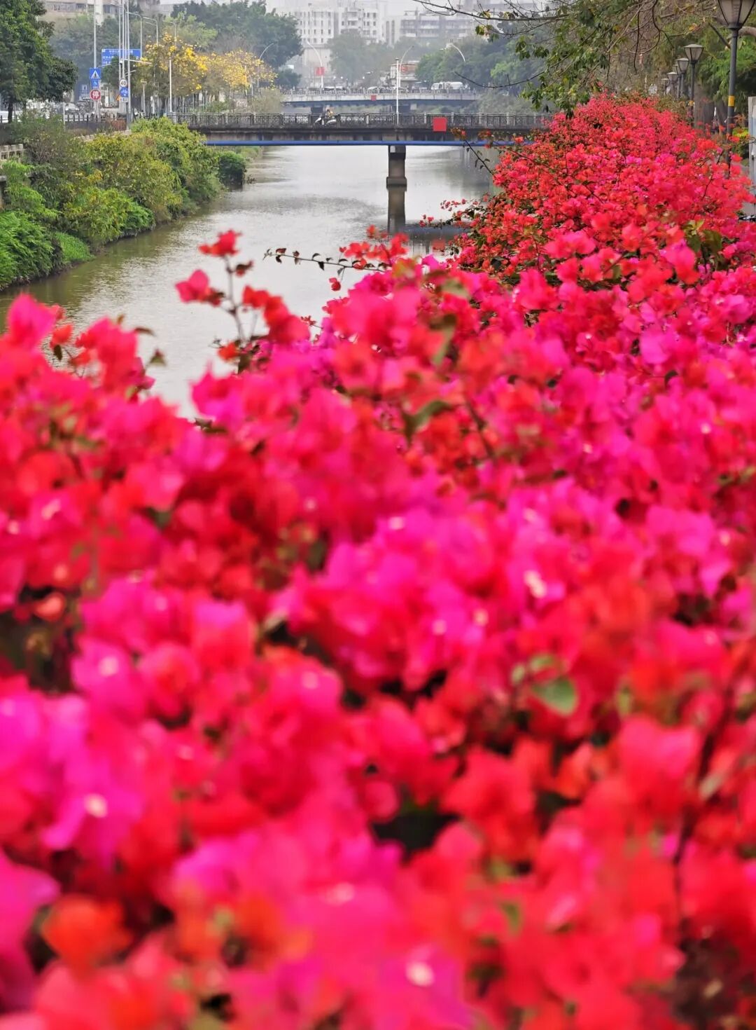 天沙河簕杜鹃 郭永乐摄