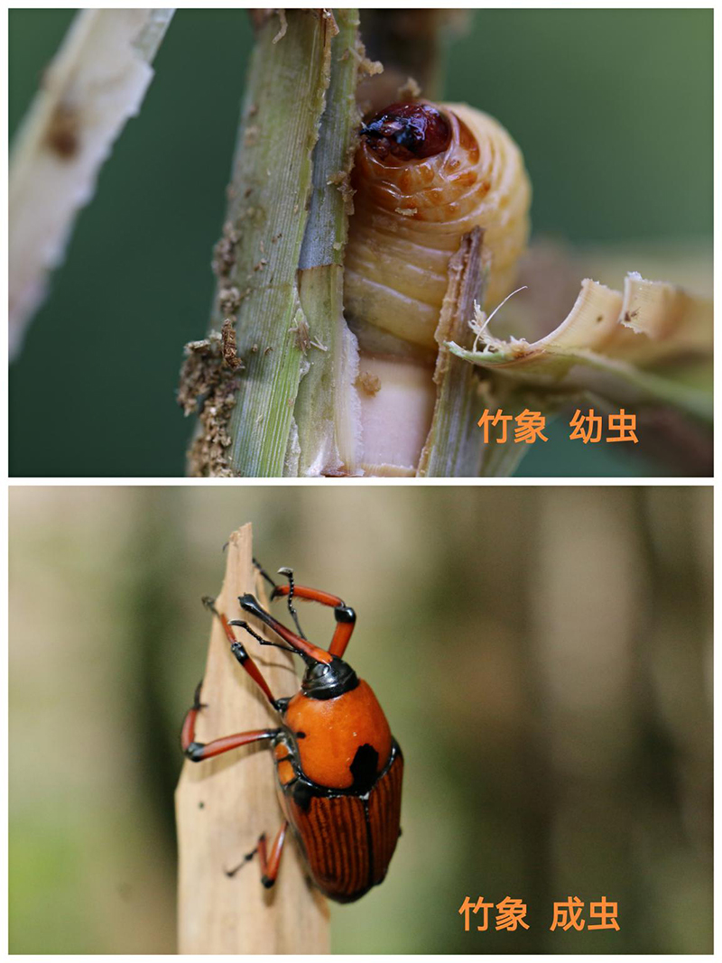 220618经营养殖“竹虫”不可取! (2).jpg