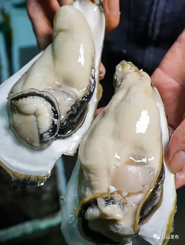 台山蚝“一大、二肥、三白、四嫩、五脆”，是蚝中珍品 图源：台山发布