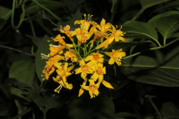 250106加强种质资源保护,夯实生态文明基础——江门市自然资源局召开种质资源调查考察现场会 (6).png