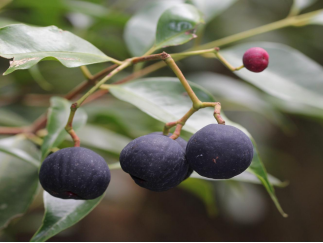 250106加强种质资源保护,夯实生态文明基础——江门市自然资源局召开种质资源调查考察现场会 (7).png