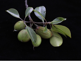 250106加强种质资源保护,夯实生态文明基础——江门市自然资源局召开种质资源调查考察现场会 (9).png