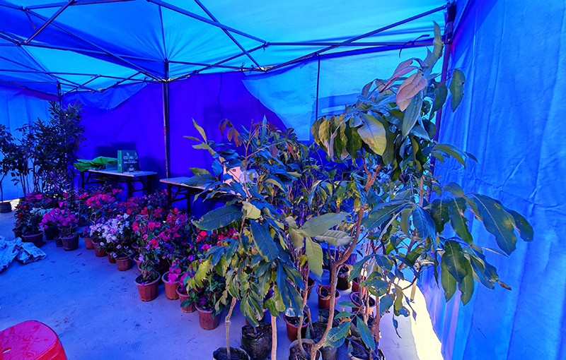 250319江门市开展2025年乡村绿化送苗送技下乡活动 (1).jpg