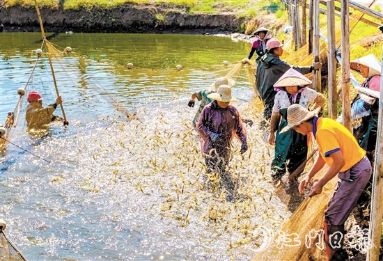 大鳌镇着力实施“一只虾”工程。