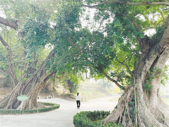 各级在蓝田村投入约200万元完成古树公园建设、村道改造及村容村貌整治,提升古村风貌。 各级在蓝田村投入约200万元完成古树公园建设、村道改造及村容村貌整治,提升古村风貌。