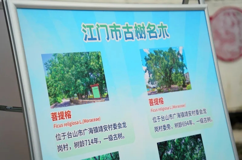 250821江门市自然资源局举办 “古树公园探秘行动” 聚焦绿色古董守护与科普 (7).jpg