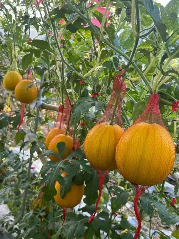 五洞万丰草莓园的水果已经成熟可摘 五洞万丰草莓园的水果已经成熟可摘