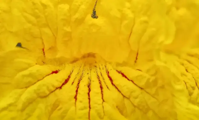 付师华摄 付师华摄