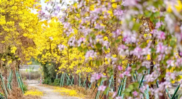 付师华摄 付师华摄