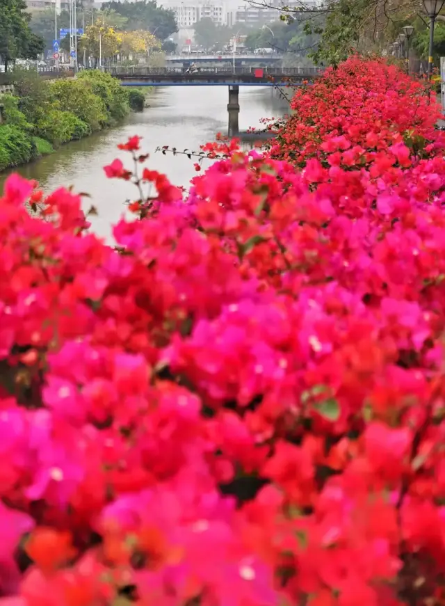 天沙河簕杜鹃 郭永乐摄 天沙河簕杜鹃 郭永乐摄