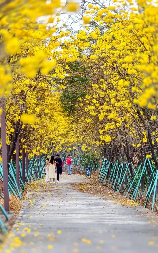 付师华摄 付师华摄